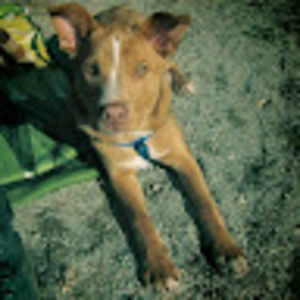 Meet your Posher, Anne